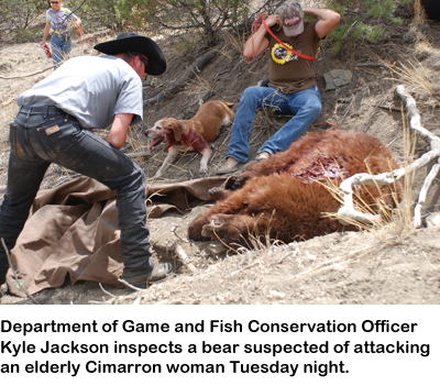 New Mexico Game and Fish Officer Kyle Jackson inspects a bear suspected of attacking an elderly Cimarron woman Tuesday night.